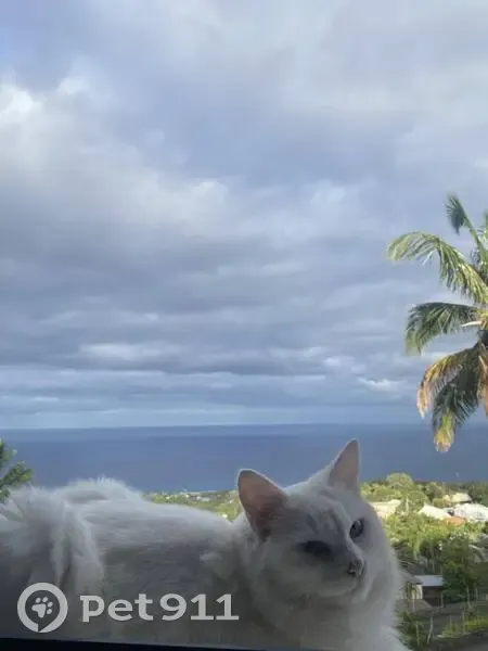 Chatte blanche sourde disparue à Saint-Leu - photo