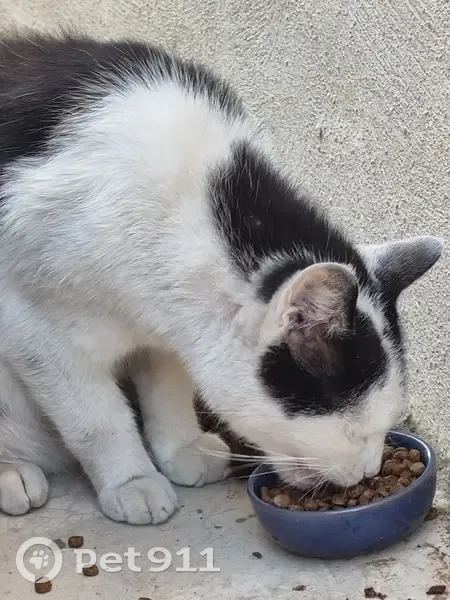 Chat noir et blanc trouvé mal en point à Pérols - photo