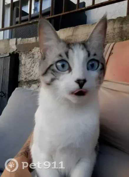 Chat perdu : grise et blanche, yeux bleus, Metz - photo