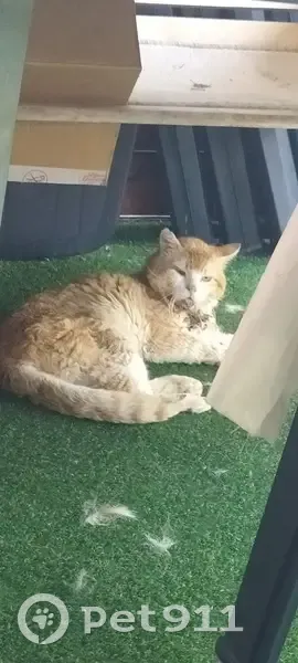 Chat roux blessé trouvé à Beaumont (63110) - photo