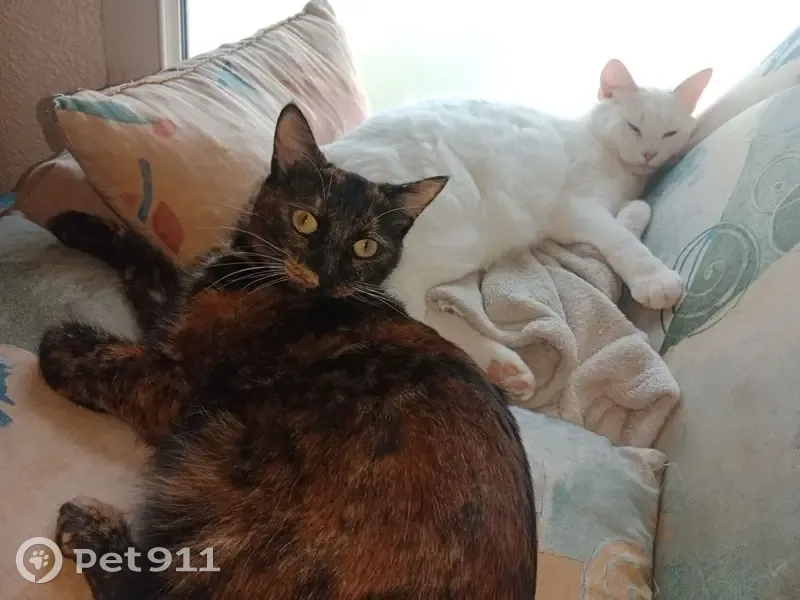 Chat européen marron perdu à Nohanent - photo