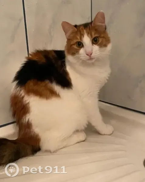 Chatte tricolore disparue à Ploemeur - photo