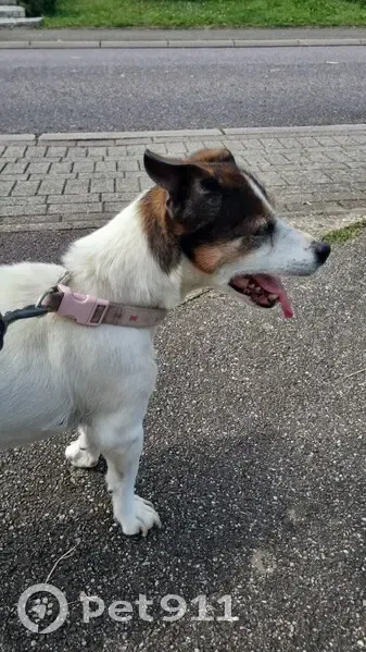 Chien Lilly 16 ans retrouvée à Voelfling - photo