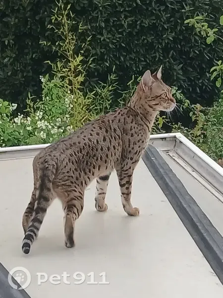 Chatte Savannah perdue à Franconville - photo