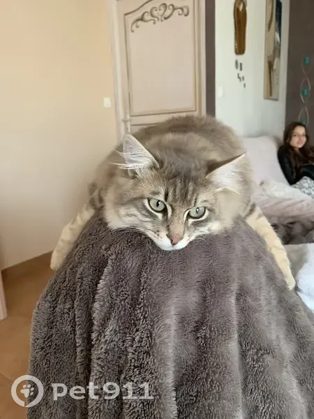 Chat timide perdu à Exireuil, Aidez-nous ! - photo