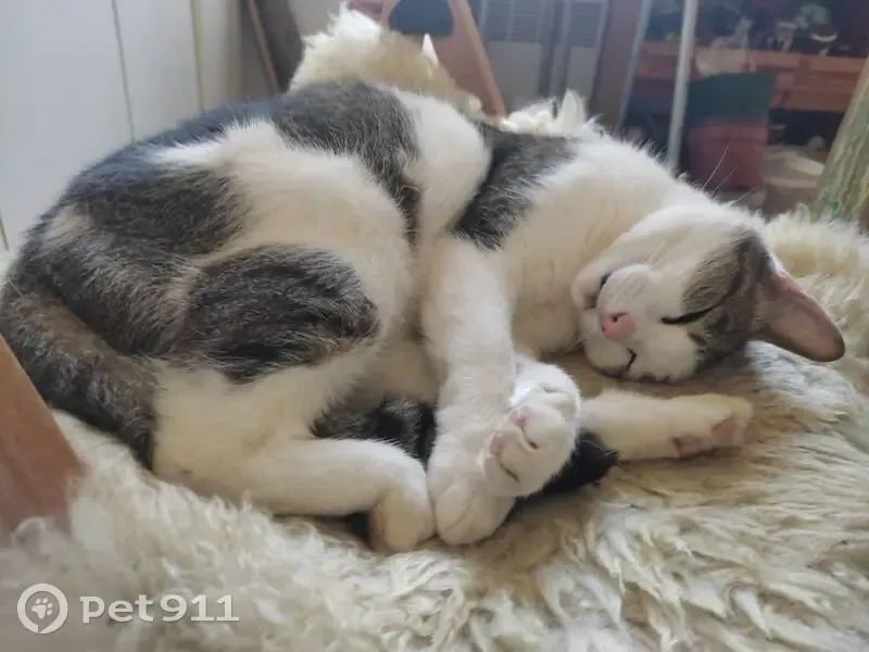Chatte blanche tachetée disparue à Cintré - photo