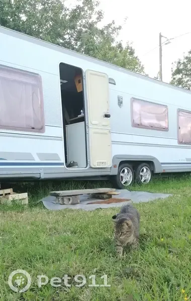 Chatte tigrée disparue à Saint-Jean-Trolimon - photo