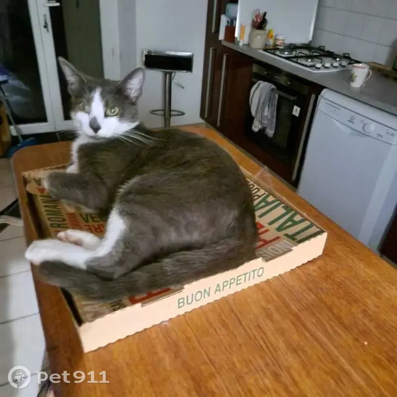 Chat perdu blanc et gris, stérilisé, pucé - photo