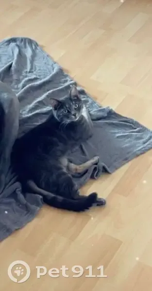 Chat gris mâle perdu avec collier bleu-vert - photo