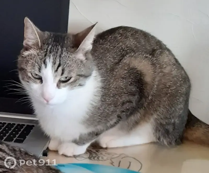 Chat gris tigre 4 ans perdu à Dijon - photo