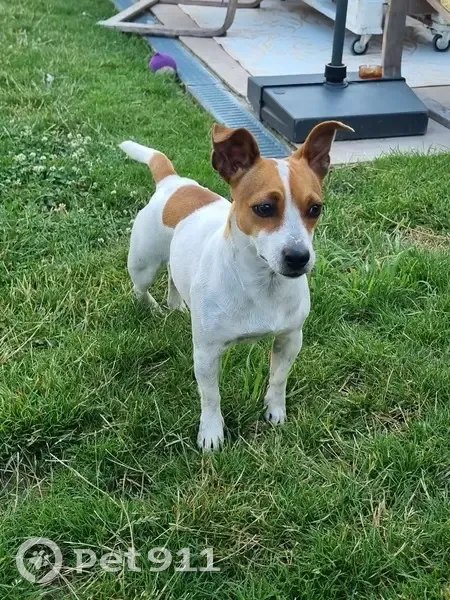 Jeune Jack Russel trouvée à Chelles - photo