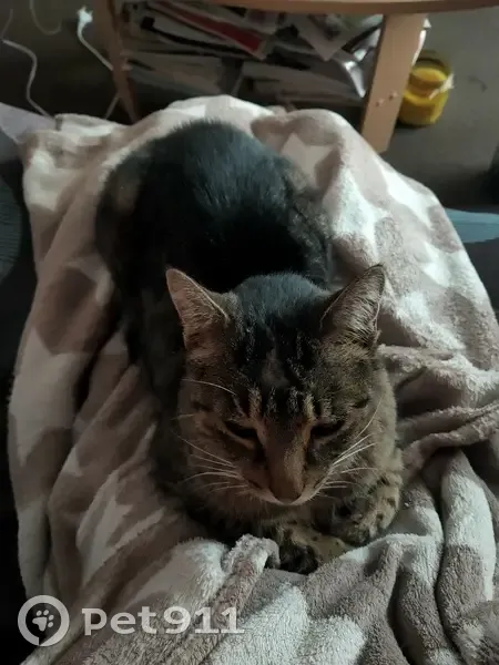 Chat perdu, Chemin de Lastourelles, Pamiers - photo