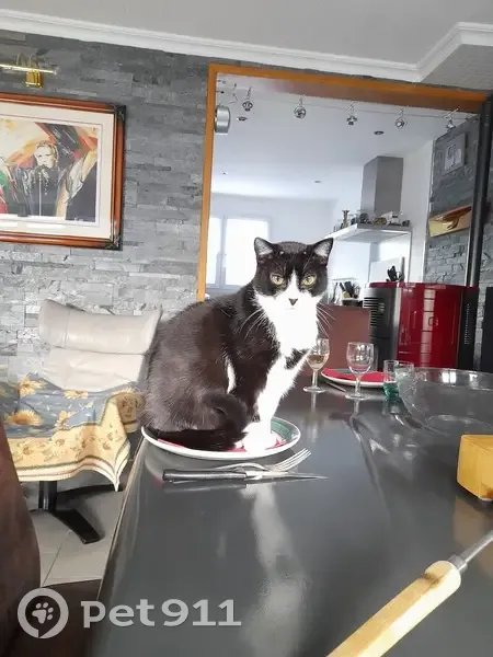 Chatte Européenne noire et blanche perdue à Lorient - photo