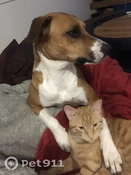 Chat roux non castré perdu à Rouillac - photo