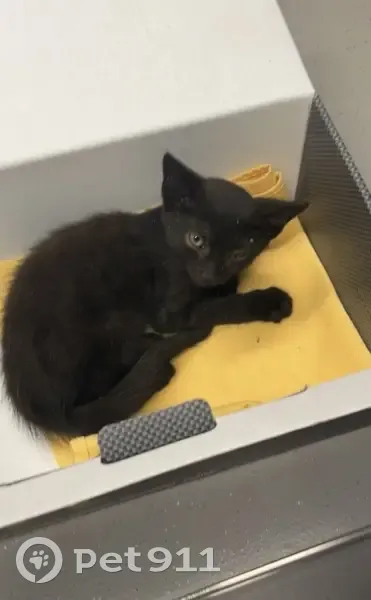 Chaton noir blessé trouvé à Gattières - photo