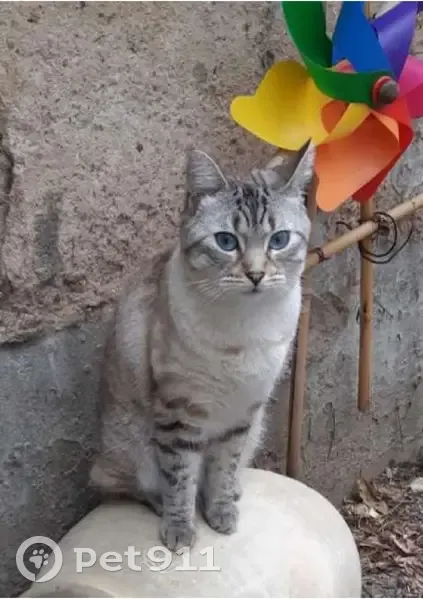 Chat mâle perdu, craintif, rue Palissot - photo