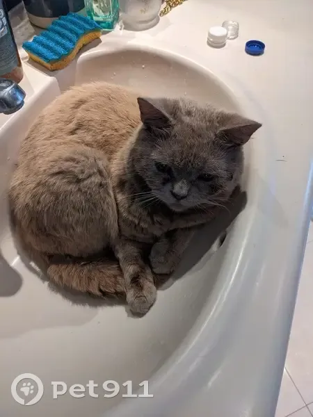 Chat mâle gris trouvé à Rambouillet - photo