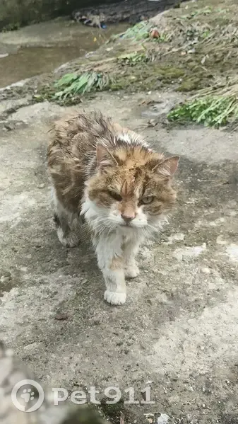 Chat(te) trouvé(e) après l'orage à Nancy - photo