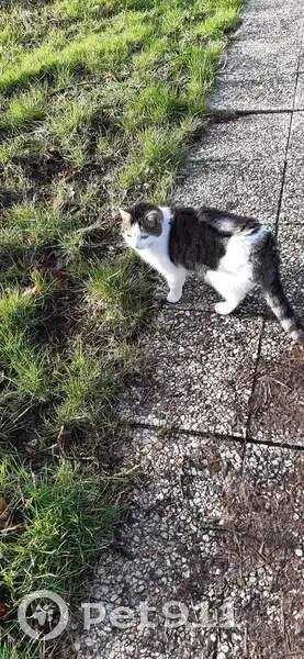 Chatte tigrée disparue à Lainville-en-Vexin - photo
