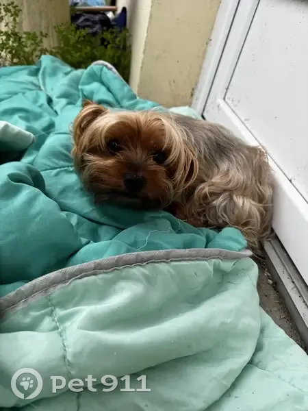 Chienne York trouvée à Pouyastruc 31 juillet - photo
