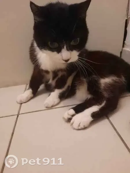 Chat trouvé à Place René Bouhier, Nantes - photo