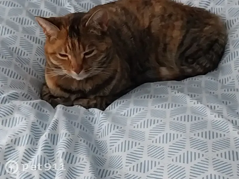 Chatte tigrée Filoute disparue à Saint-Doulchard - photo