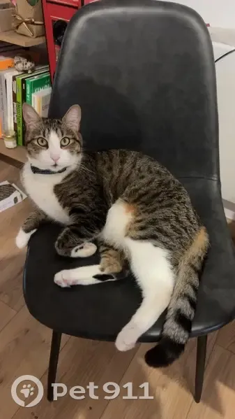 Chat perdu près de l'église à Couzeix - photo
