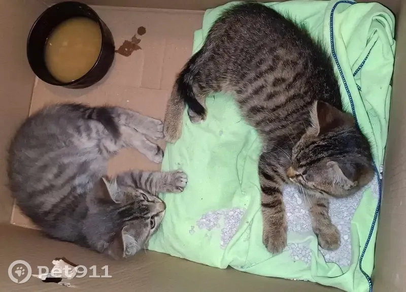 Chat tigré trouvé avec 2 chatons à Bouvron - photo