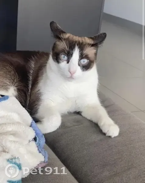 Chat tombé du 4e étage à Saint-Étienne - photo
