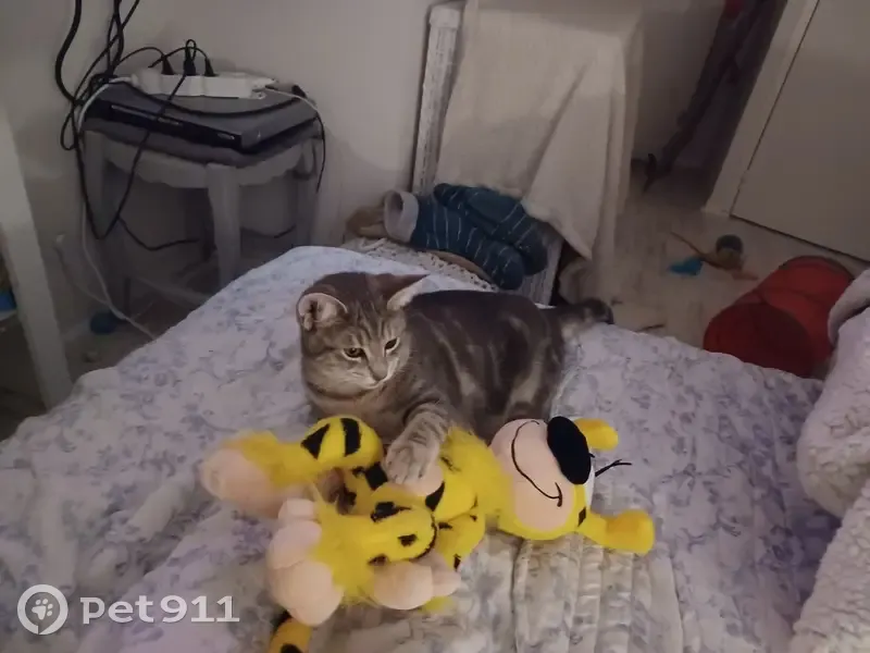 Chatte tigrée pucée disparue à Angers - photo