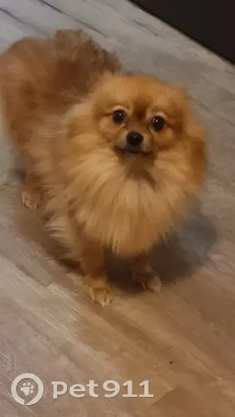 Chien disparu: Spitz nain femelle, Billiers - photo