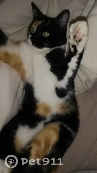 Chatte tricolore perdue à Balma, 2 ans - photo