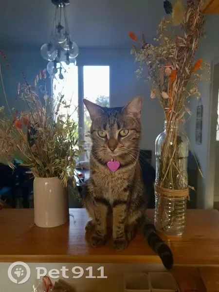Chatte tigrée disparue à Champigny-sur-Marne - photo