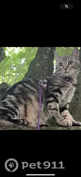 Chat disparu à Ambilly : Tiger, 14 mois, tigré - photo