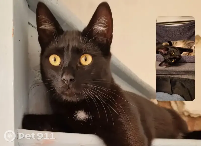 Chat mâle noir et blanc perdu à Amiens - photo