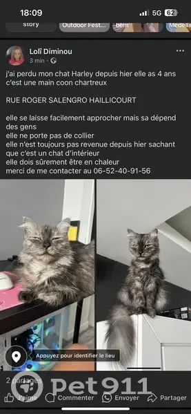 Chat perdu Rue Roger Salengro, Haillicourt - photo