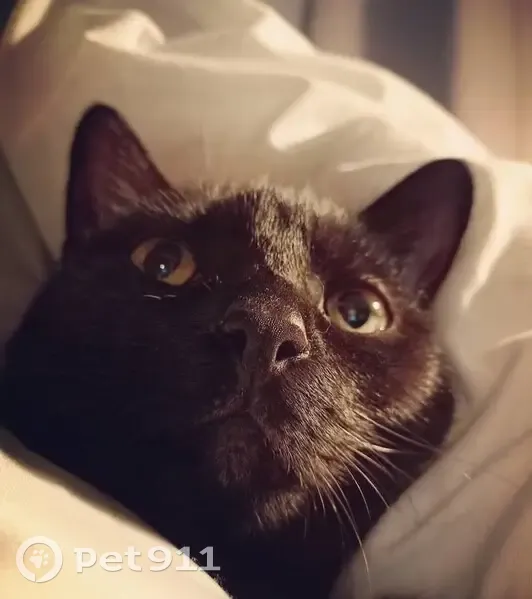 Chat noir femelle disparu à Moncheaux - photo