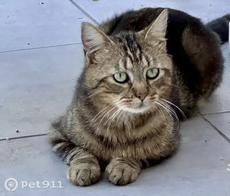 Chat marron et sable trouvé à Saumur - photo