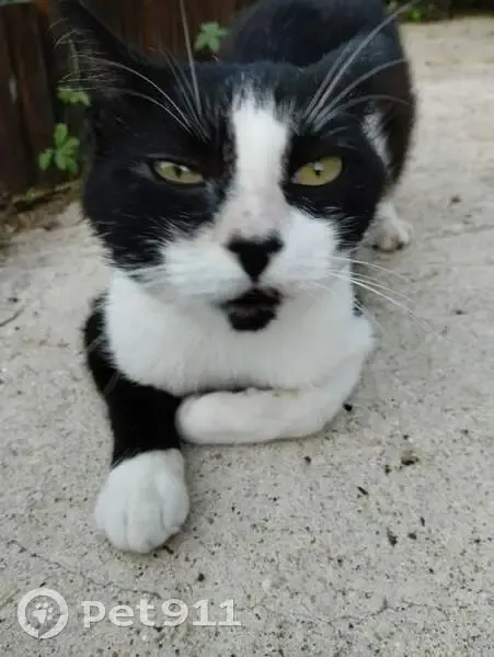 Chat maigre et craintif trouvé à Saujon - photo