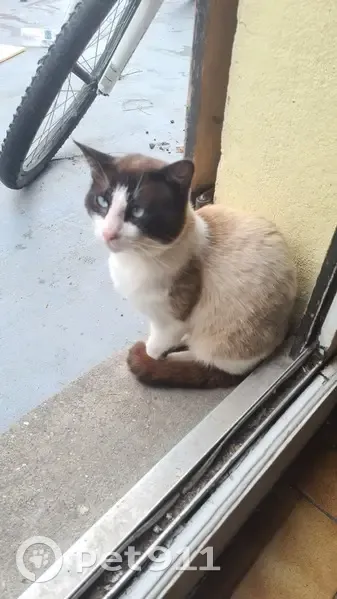 Chat siamois mâle non castré perdu à Haisnes - photo