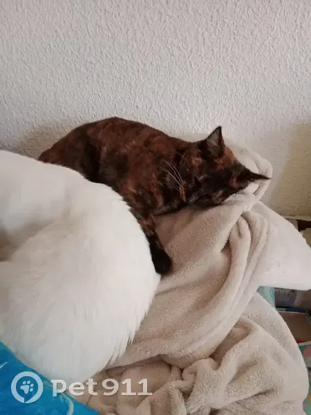 Chat écaille de tortue perdu à Nohanent - photo