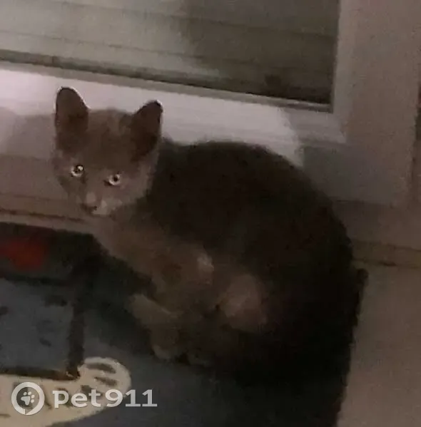 Chaton trouvé Rue des Saules, Talange - photo