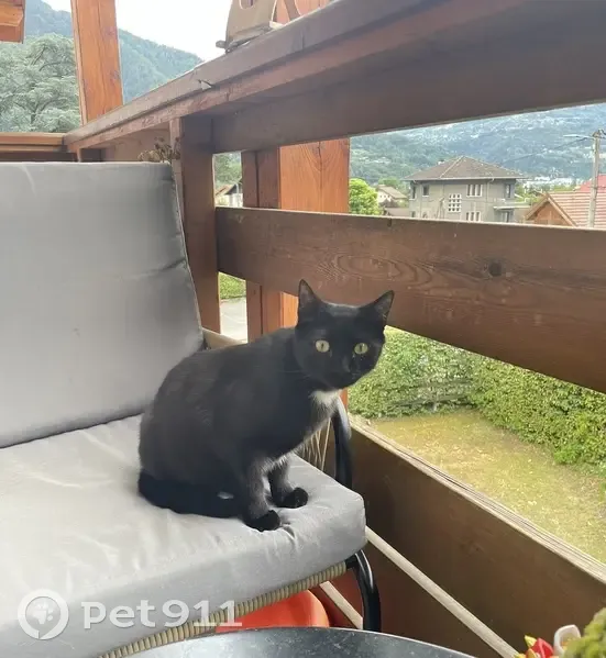 Chat noir perdu, craintif à Passy - photo