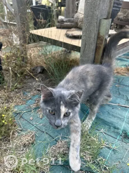Chat errant trouvé à L'Ayguade - photo