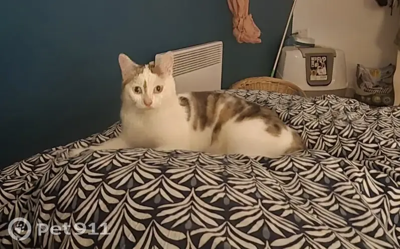 Chat très câlin trouvé à Vernou-en-Sologne - photo