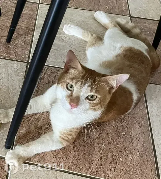 Chat tigré roux et blanc perdu à Cayenne - photo