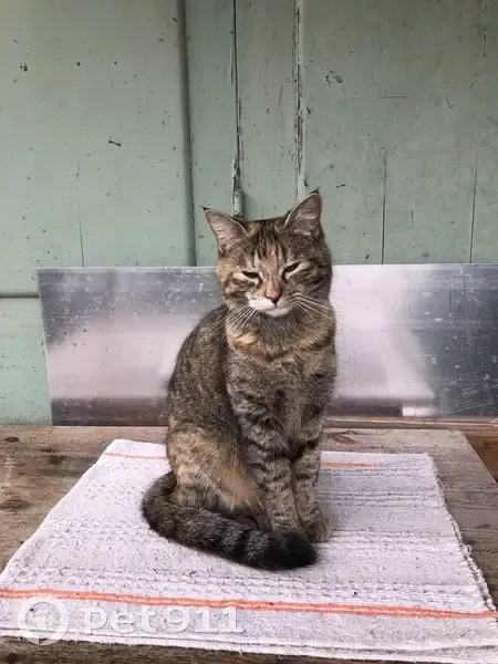Chatte tigrée beige disparue à Mérignac - photo