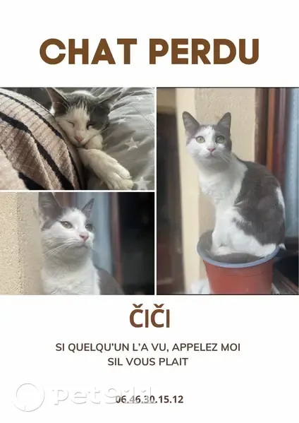 Chatte grise et blanche perdue, Pavillons-s-Bois - photo