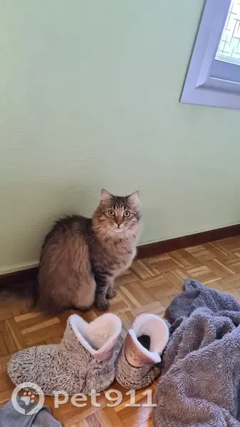 Chat tigré gris marron disparu à Colomiers - photo