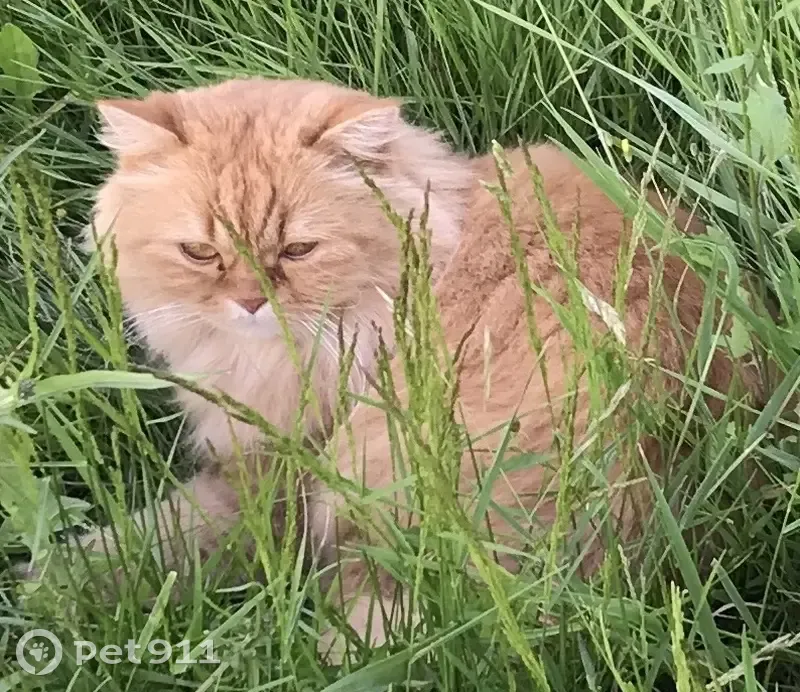 Chat roux perdu à Tourcoing, répond Timou - photo